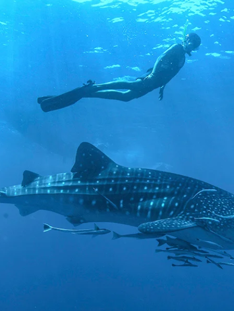 Whale-Shark_03