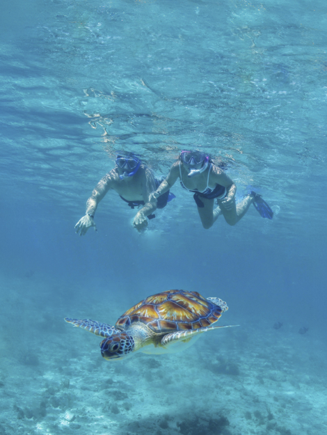 Tulum-Turtles-Cenote-Beach-Club_Turtle-Couple